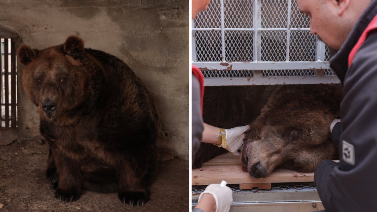 Björnen Mark blev fri efter tjugo år i en bur.